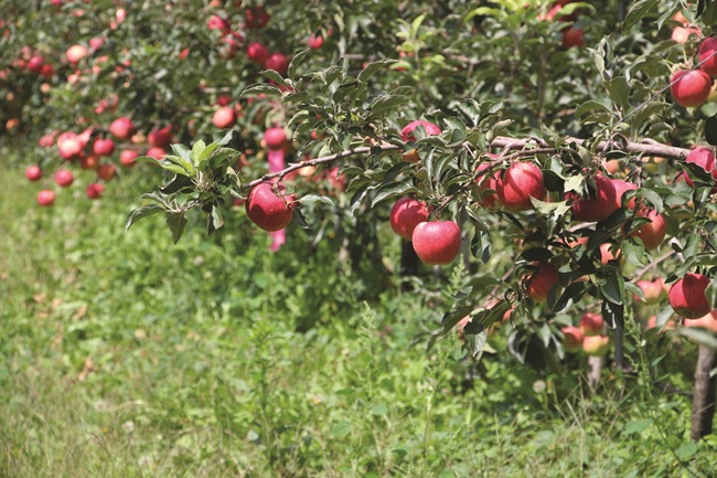 ▲ 인제사과. ⓒ인제군