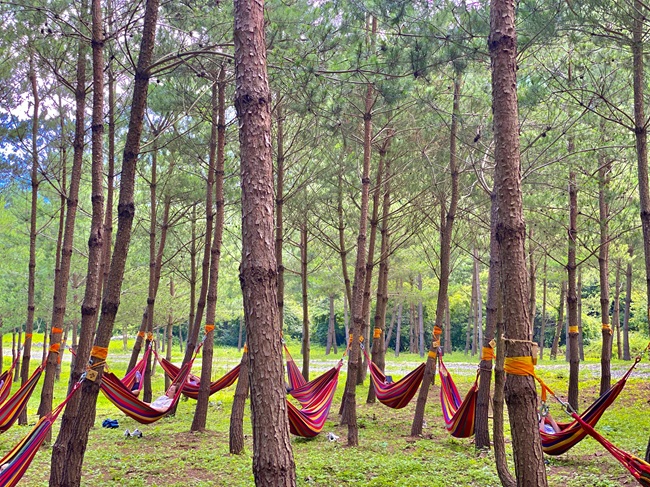 ▲ 어울林 해먹테라피. ⓒ강원랜드