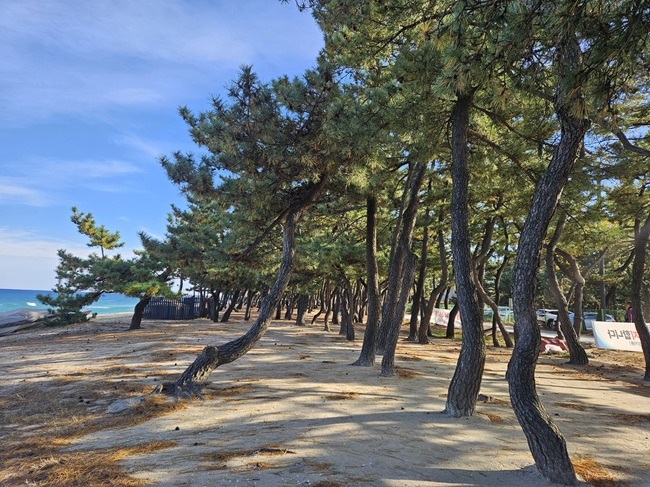▲ 강릉시가 복권위원회, 산림청, 한국산림복지진흥원의 복권기금 공모사업에 선정돼 송정동 산1-3번지 송림일원에 2.05㎞의 해안송림 무장애 나눔길을 조성한다. ⓒ강릉시