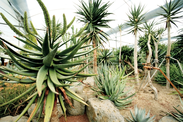 ▲ 알로에숲ⓒ김정문알로에