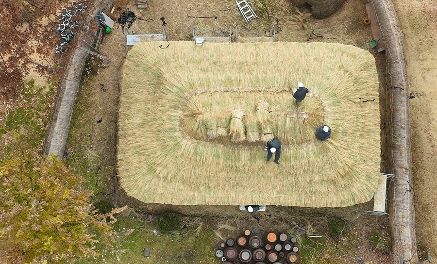 ▲ 충북농업기술원의 전통 초기 잇기를 하고 있다. 초가집이 없어지면서 요즘 보기 힘든 장면이다.ⓒ충북도