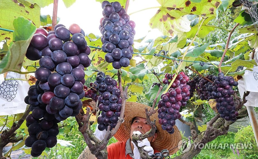 ▲ 인천 남동구 한 포도 농장에서 농민이 탐스럽게 익어가는 포도를 살펴보고 있다.ⓒ연합뉴스