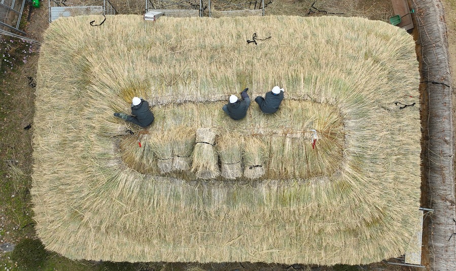 ▲ 충북농업기술원의 전통 초가 잇기 장면. 사라져가는 초가의 지붕을 다시 잇는 손길이 느리지만 단단하게 이어지고 있었다. 볏짚이 겹겹이 올라갈 때마다 오래된 기억이 되살아나는 듯, 바람도 순간 발걸음을 멈췄다. 이제는 보기 힘든 풍경이지만, 전통을 이어 붙이는 이 순간만큼은 조용히 따뜻했고, 우리의 시간이 어디에서 왔는지 알려주는 듯했다.ⓒ충북도