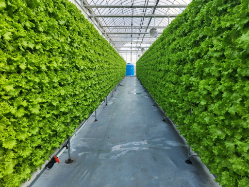 ▲ ‘아산형 충남 스마트팜 사관학교’에서 쌈재소가 재배되고 있다.ⓒ아산시