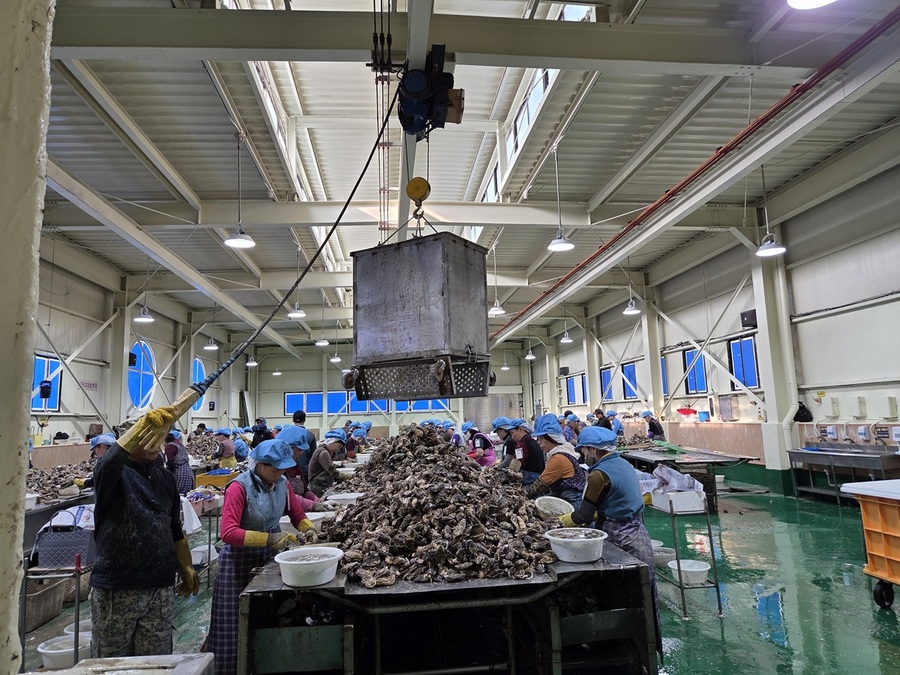 ▲ 바다에서부터 올라온 굴들이 박신 과정을 거치고 있다. ⓒ남수지 기자