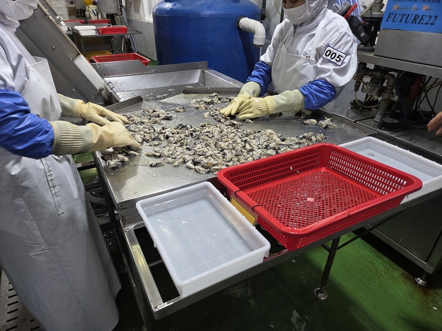 ▲ 봉지에 들어가기 전 마지막으로 사람들이 이물질 등을 손으로 검수하고 있다. ⓒ남수지 기자