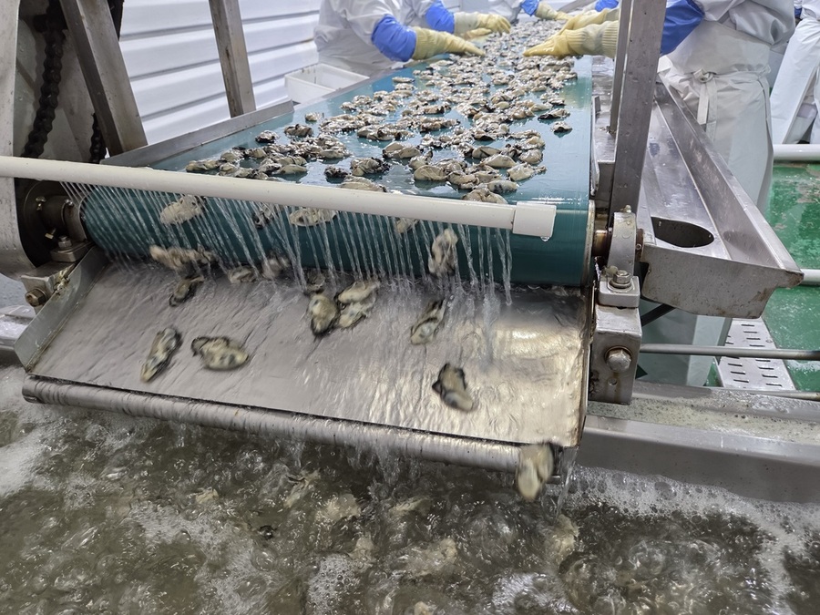▲ 굴이 4차 세척과정에서 씻기고 있다. 중간에 있는 쇠봉은 자석으로, 금속 이물질을 걸러낼 수 있다. ⓒ남수지 기자