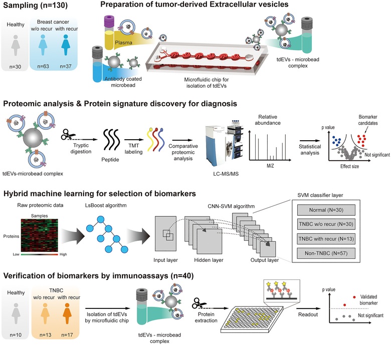 ▲ 건강 대조군과 재발 없는 환자군, 재발 환자군의 혈장 샘플로부터 EV를 분리하고 단백질체를 분석해 머신러닝 기반 바이오마커로 선정하는 연구 전체의 개념적 워크플로우.ⓒ성신여대