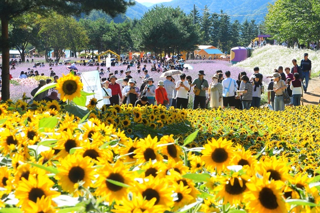 ▲ 인제가을꽃축제 모습. ⓒ인제군