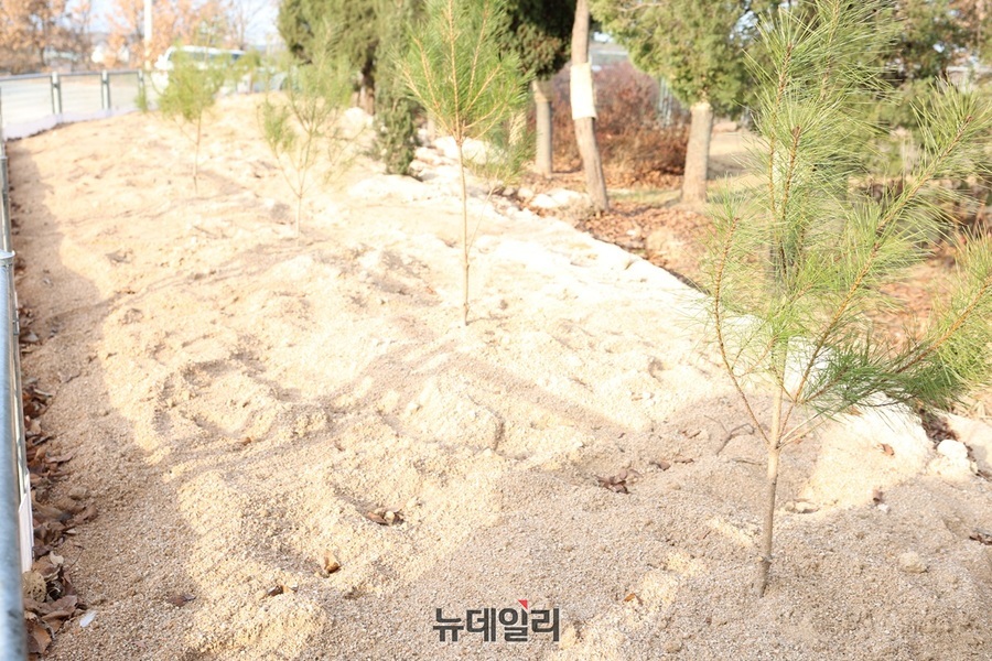 ▲ A전선이 산지관리법 위반으로 복구명령에 따라 주차장 인근 복구를 완료한 모습.ⓒ뉴데일리