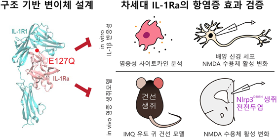 ▲ 이번 연구결과, 모든 변이체가 기존 대비 25~53% 높은 항염증 효과를 보였으며, 그중 ‘E127Q’ 변이체가 가장 우수한 성능을 나타냈다.ⓒDGIST
