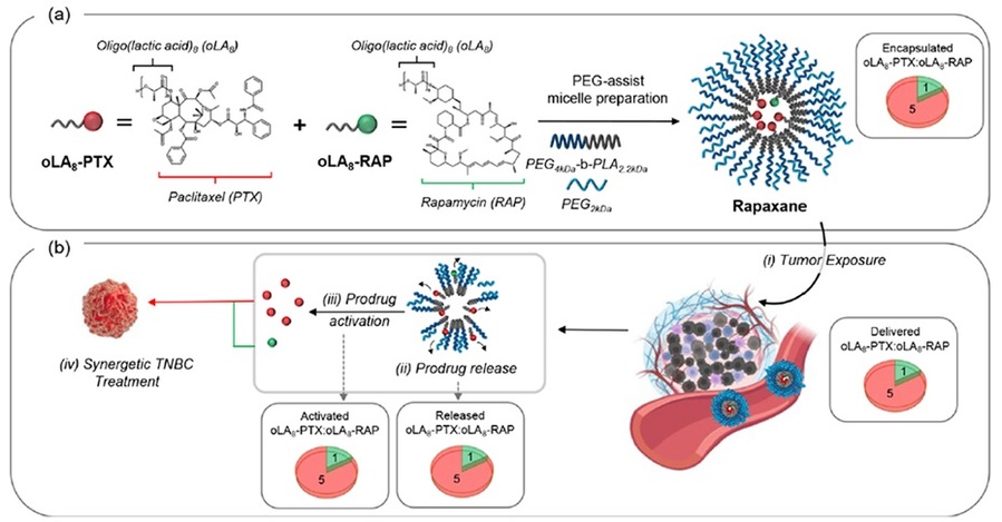 ▲ 라팍산(Rapaxane)의 작동 모식도.ⓒ단국대