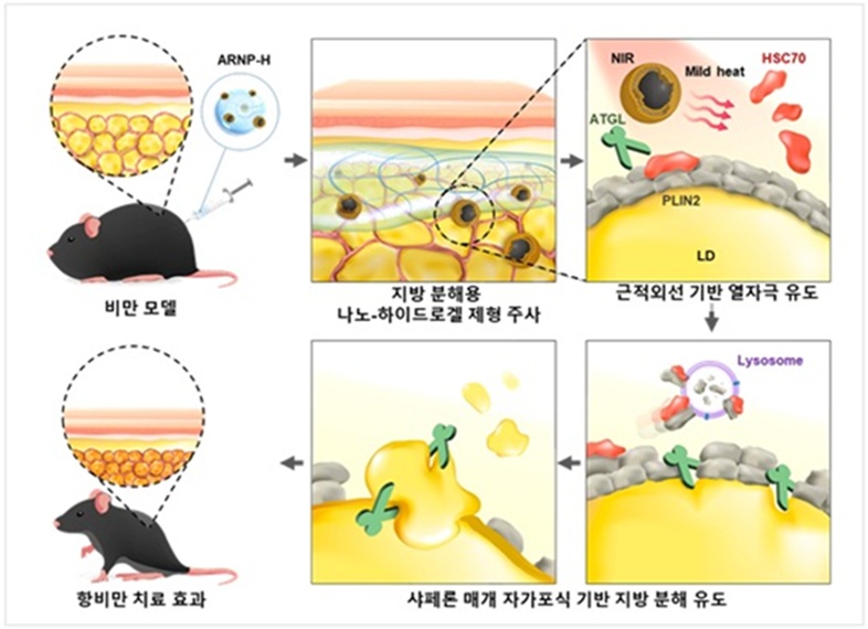 ▲ 근적외선 감응형 나노-하이드로겔을 치료제로 하는 자가포식 기반 항비만 치료 모식도.ⓒ숙명여대