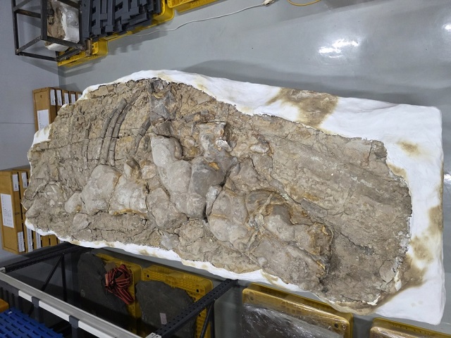 ▲ 포항 신생대 두호층 고래화석.ⓒ포항시