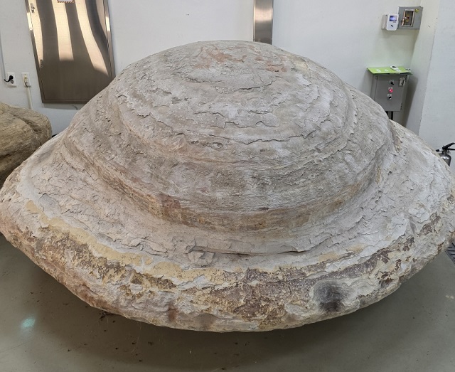 ▲ 포항 신생대 두호층 결핵체.ⓒ포항시