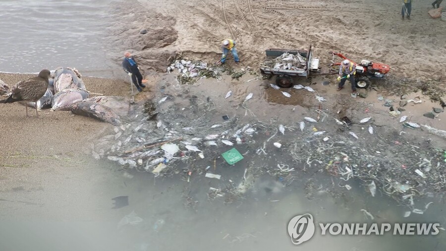 ▲ 2022년 7월 영덕 해변에 죽은 참치 떼 ⓒ연합뉴스