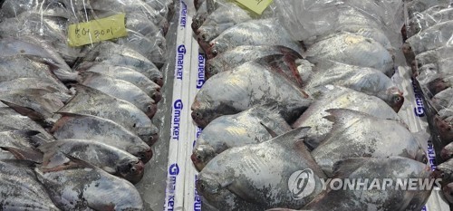 ▲ 병어. ⓒ연합뉴스