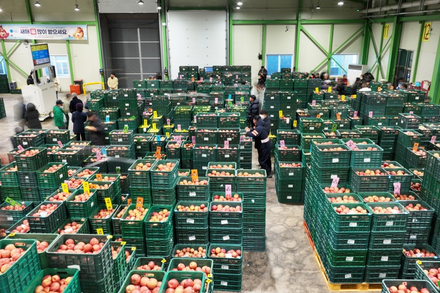 ▲ 청송군은 공판장을 중심으로 한 유통 체계 고도화와 브랜드 가치 제고를 통해 ‘청송사과’가 전국 최고의 명품 과일로서 위상을 이어갈 수 있도록 적극적인 지원을 이어갈 방침이다.ⓒ청송군