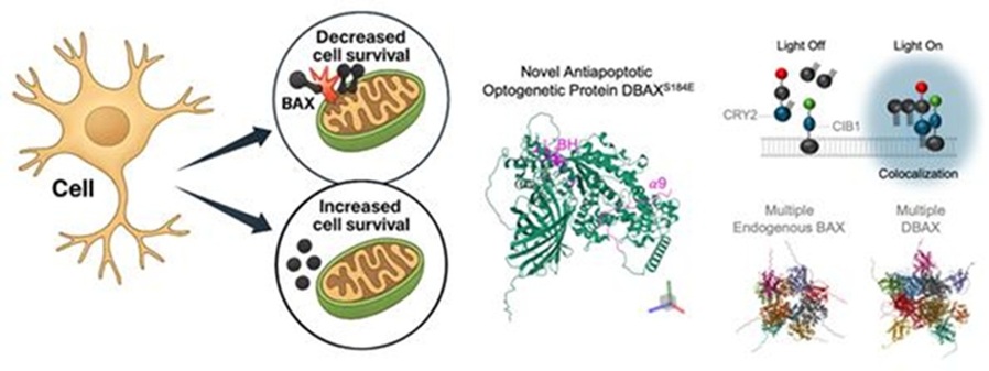 ▲ 세포 내 미토콘드리아의 활성 유지를 도와 세포 사멸을 저하시키는 신단백질 DBAX(Deterring Bax)의 구조와 여러 분자 물질 결합 시 구멍 형성을 저해하는 모습 요약 이미지.ⓒ고려대