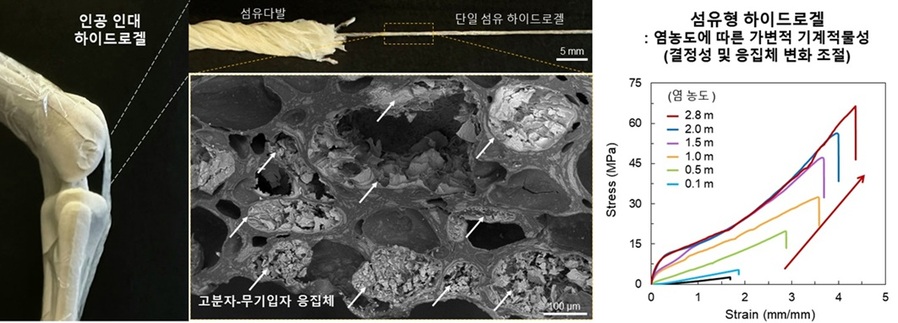 ▲ 인공 인대 하이드로겔의 구조와 기계적 물성.ⓒ중앙대