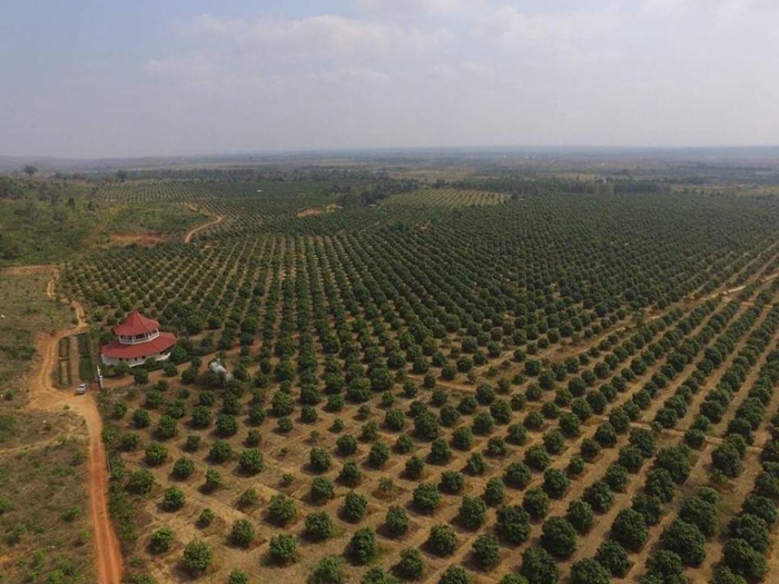 ▲ 캄보디아 망고농장 전경ⓒ현대코퍼레이션