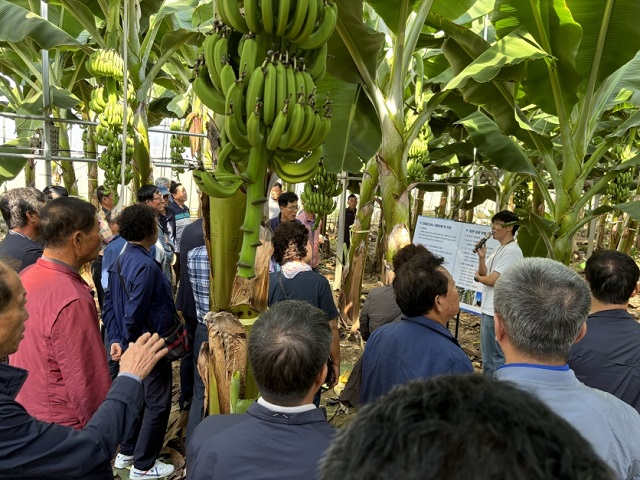 ▲ 지난 2024년 포항 아열대 농업 기술을 벤치마킹하기 위해 타지자체 농업인 단체가 포항 바나나 농장을 견학하고 있다.ⓒ포항시