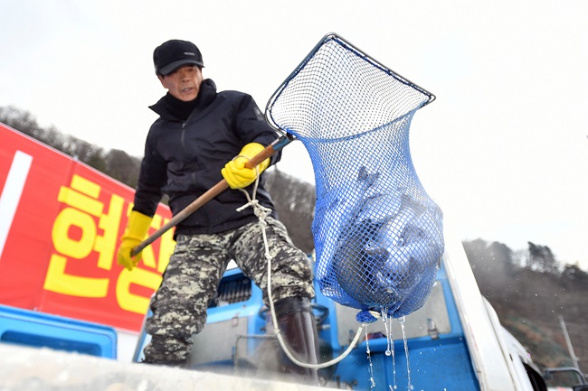 ▲ 2026 얼음나라 화천산천어축제 개막을 하루 앞둔 9일, 오전부터 축제가 열리는 화천천에 축양장에서 수온 적응을 마친 산천어들이 방양되고 있다. 화천산천어축제는 10일부터 내달 1일까지 개최된다. ⓒ화천군