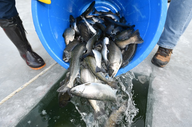 ▲ 2026 얼음나라 화천산천어축제 개막을 하루 앞둔 9일, 오전부터 축제가 열리는 화천천에 축양장에서 수온 적응을 마친 산천어들이 방양되고 있다. 화천산천어축제는 10일부터 내달 1일까지 개최된다. ⓒ화천군