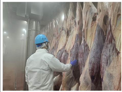 ▲ 인천시 한 도축장에서 담당 직원이  축산물 도축작업을 하고 있다.  ⓒ인천시 제공