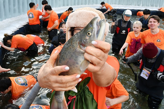 ▲ 산천어 맨손잡기 모습. ⓒ화천군