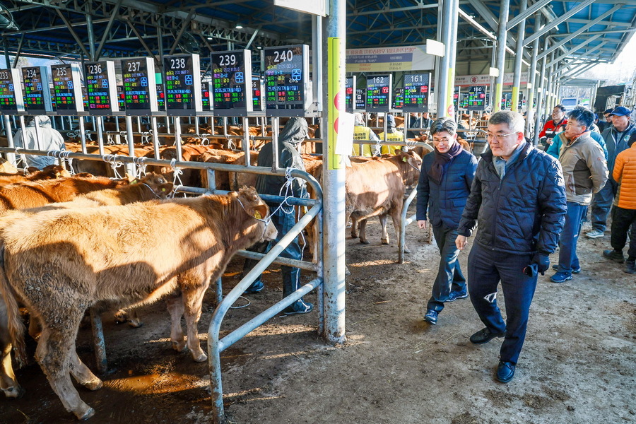 ▲ 예천군(군수 김학동)은 9일 경매가 진행 중인 예천가축경매시장을 방문해 한우 가격 동향과 경매시장 운영 실태를 점검했다.ⓒ예천군
