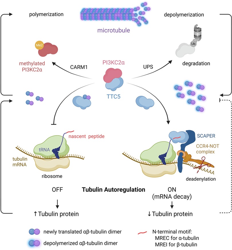 ▲ CARM1–PI3KC2α–TTC5 신호 전달 축을 통한 튜불린 자가 조절의 기전 모델.ⓒ숙명여대