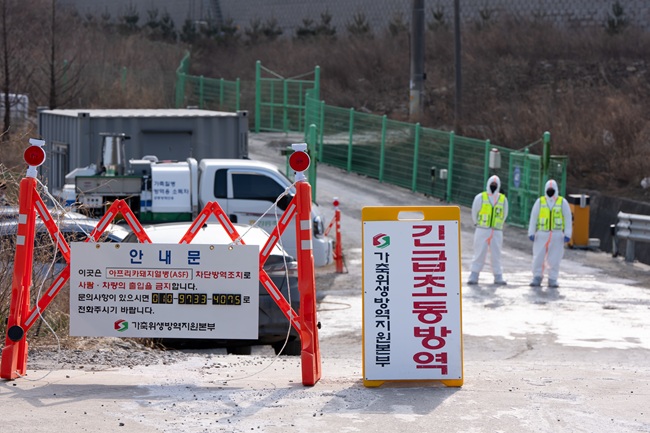 ▲ ASF중앙사고수습본부(중수본)의 긴급지시에 따라 현재 강원특별자치도 6개 시군 돼지 농장, 관련종사자 및 출입차량 등에 대한 가축 등의 일시 이동중지 명령이 17일 새벽ㅠ1시부터 19일 새벽 1시까지 발령됐다. ⓒ강릉시