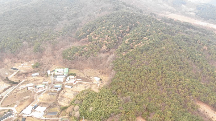 ▲ 덕산면 소나무재선충병 발생 현장.ⓒ예산군