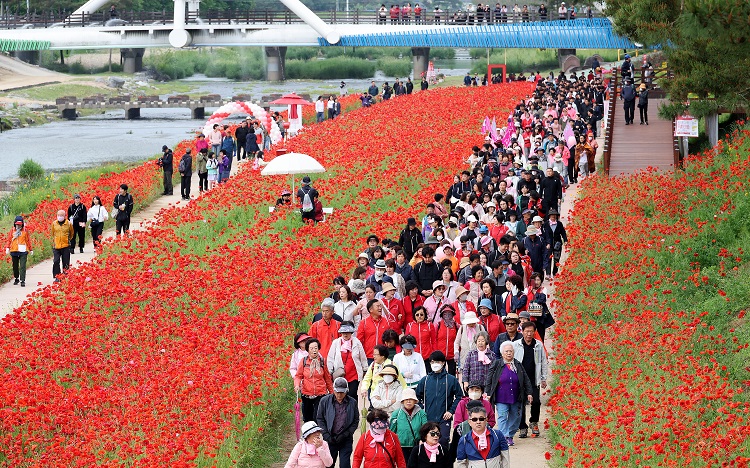 ▲ 괴산 빨간맛페스티벌을 찾은 관광객들이 빨간색으로 물든 꽃길을 거닐고 있다.