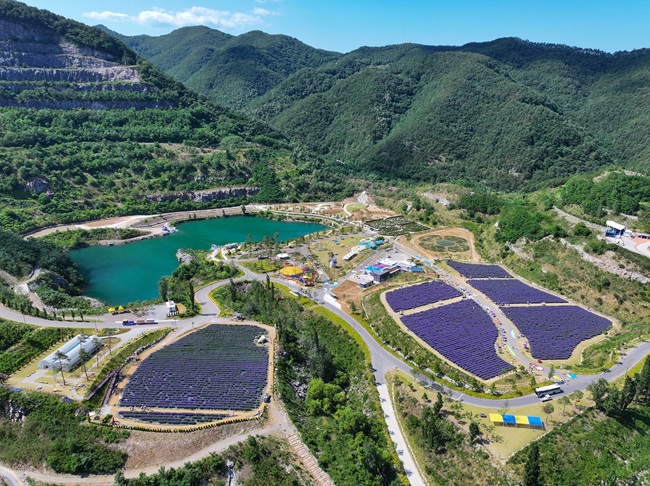 ▲ 무릉별유천지의 라벤더축제 모습. ⓒ동해시
