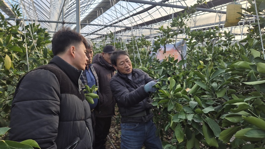 ▲ 대구시농업기술센터는 지난 20일 대구 지역 감귤 재배농가 24명을 대상으로 고품질 감귤 생산을 위한 ‘겨울철 감귤 재배 관리 교육 및 전정 기술 교육’을 실시했다.ⓒ대구시