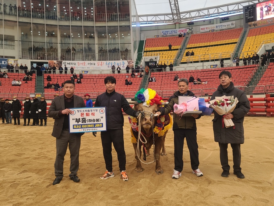 ▲ 청도공영사업공사(사장 강진호)는 지난 25일 청도소싸움경기장에서 전설적인 싸움소 ‘부흥’의 은퇴식을 개최했다.ⓒ청도공영사업공사