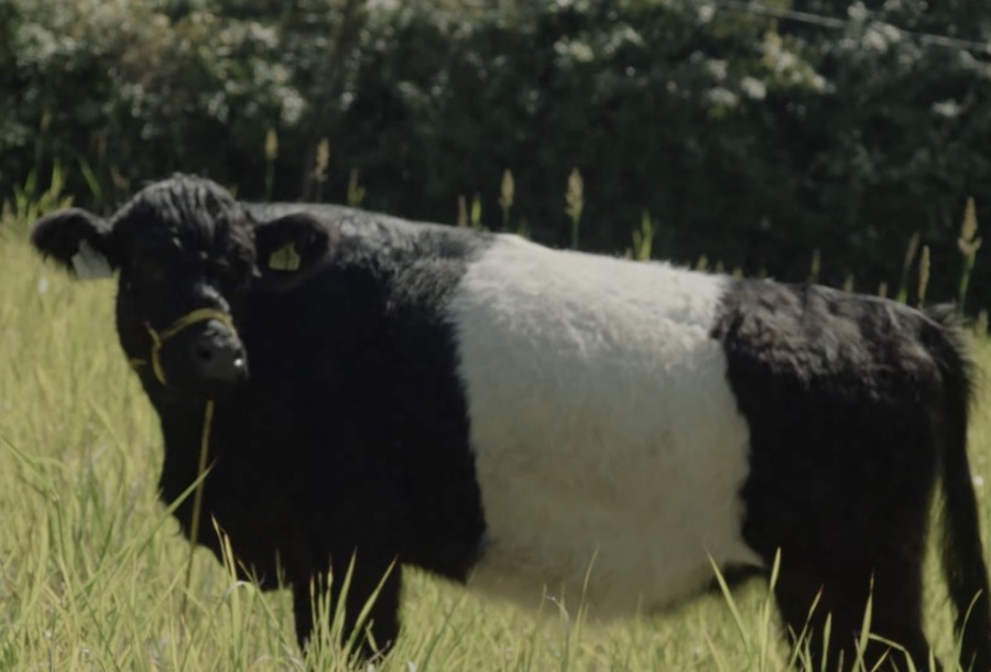 ▲ 오레오의 'The Oreo Cows' 캠페인에 등장한 '오레오 소'. ©Oreo