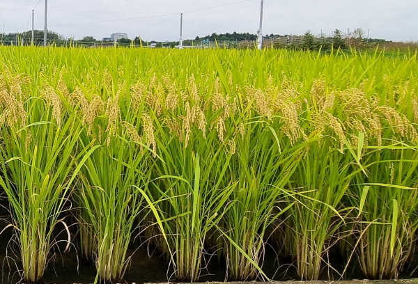 ▲ '수광1' 재배 전경.ⓒ농촌진흥청