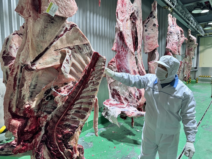 ▲ 4분도체 한우 앞에서 강순하 부장이 설명을 하고 있다. ⓒ남수지 기자