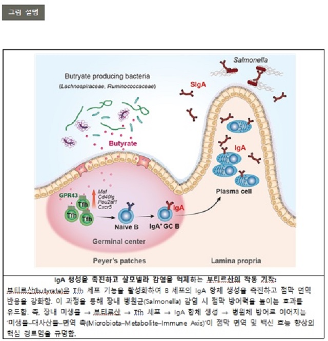 포스텍, 미생물 대사산물이 점막 면역 깨워 항체 반응 높이는 원리 규명 - 뉴스 썸네일 이미지