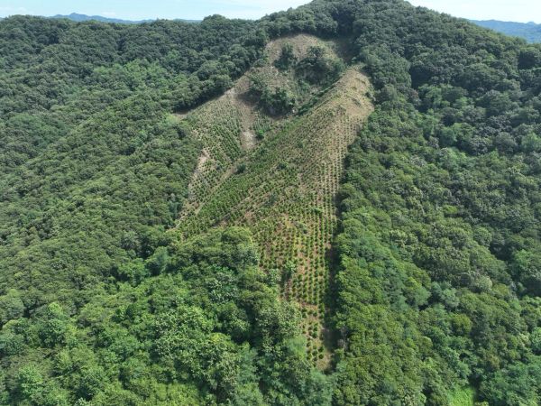 ▲ 지난해 조림·숲가꾸기 사업 모습.ⓒ예산군