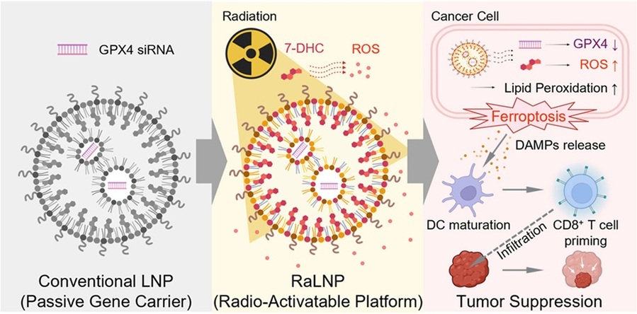 ▲ 방사선 활성화형 지질 나노입자(RaLNP)를 이용한 방사선 치료 효과 증진.ⓒ성균관대