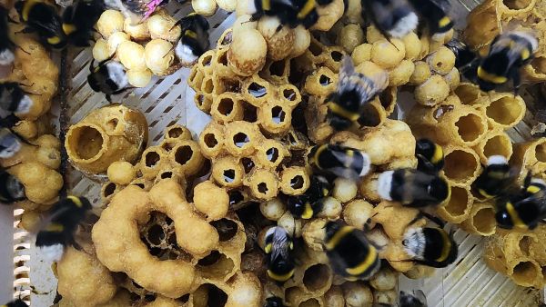 ▲ 뒤영벌벌무리ⓒ농촌진흥청