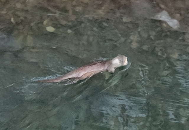 ▲ 군포시 반월호수에서 지난 25일 발견된 천연기념물 수달. ⓒ군포시 제공