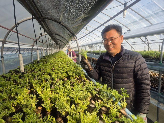 ▲ 청주시농업기술센터의 기술지도로 두릅 촉성재배를 성공시켜 겨울에도 두릅을 출하하고 있는 청주 가덕면 장정도씨.
