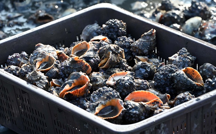 ▲ 홍성 남당항 앞바다에서 잡아 올린 참소라.ⓒ홍성군