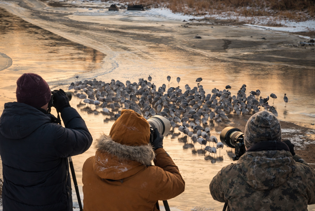 ▲ DMZ 두루미 탐조 활동. ⓒ강원특별자치도