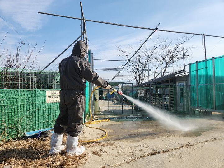 ▲ 조류인플루엔자 사전 차단을 위한 농장 입구 소독 모습 ⓒ뉴시스